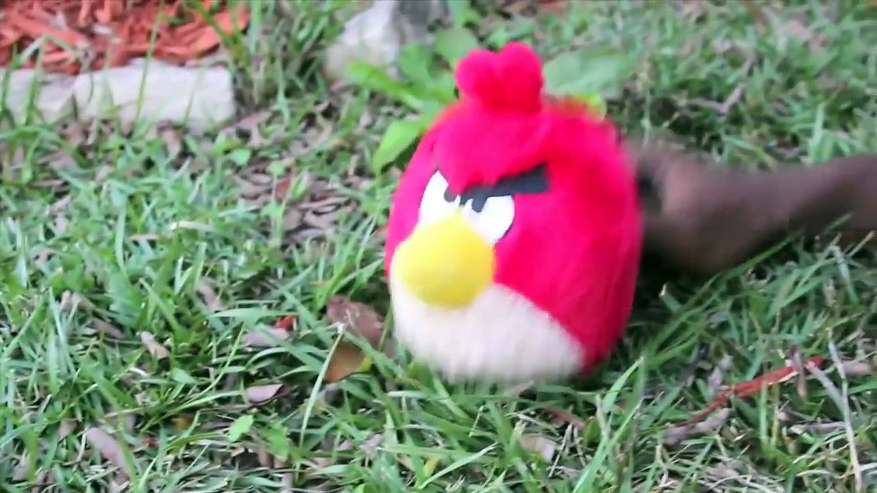 SML Movie: A Bird Problem