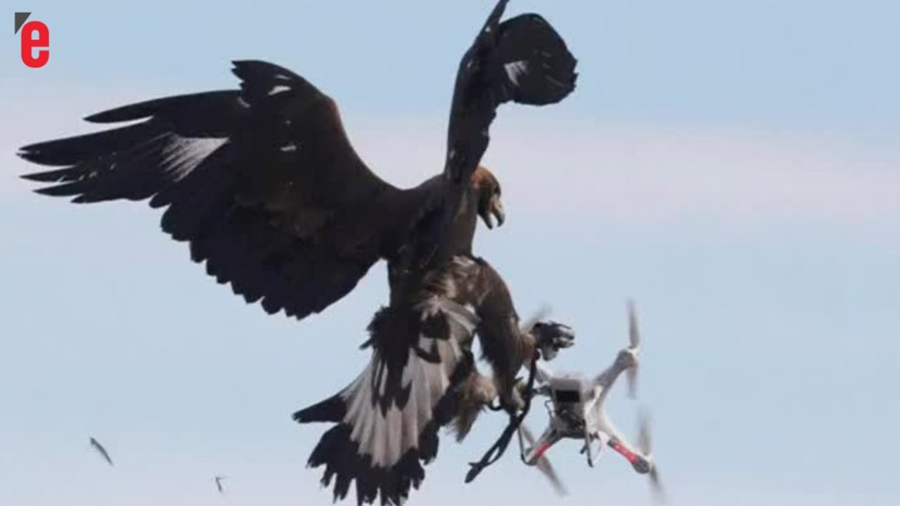 L'armée française entraîne des aigles à intercepter des drones