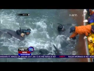 Musisi 'Slash' Kecam Perburuan Lumba-lumba di Jepang - NET 16