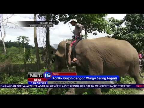 Habitat Terganggu, Konflik Gajah Liar dan Manusia Kerap Terjadi - NET 16