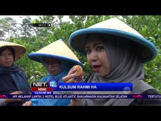 Segarnya Menikmati Buah Jeruk Asli Garut - NET 12