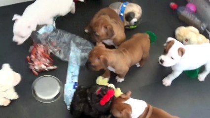 71ème vidéo Les bruitages avec les chiots de STAFFORDLAND