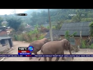 Gajah Liar Berkeliaran di Sejumlah Wilayah Yunnan Cina - NET24