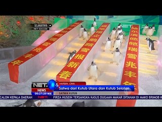 Museum Hewan Kutub di Kota Habbin Cina Menjadi Pilihan Keluarga pada Libur Tahun Baru Imlek  - NET24