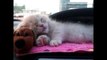 OMG KITTENS | These are the cutest kittens | I Love My Pet