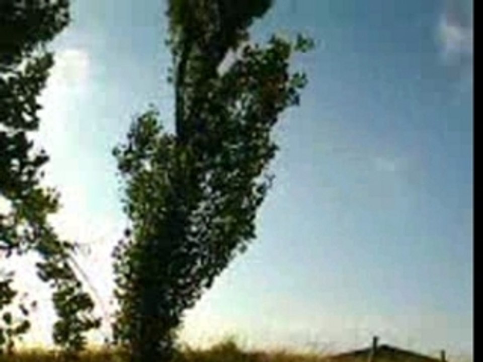Chute arbre
