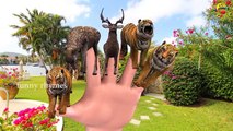 Tiger Finger Family Nursery Children 3d English Rhymes | Finger kids songs
