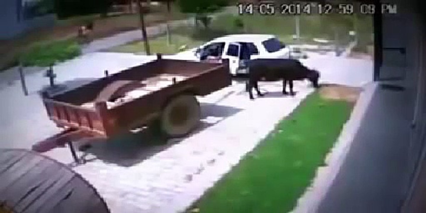 Levou uma vaca com um FIAT UNO Het duurde een koe me teen Fiat Uno