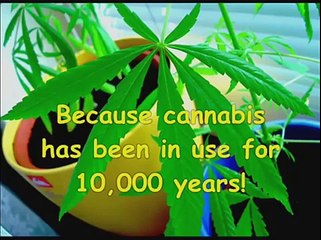 Everything you need to know about weed