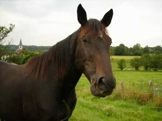 Moi et mes chevaux