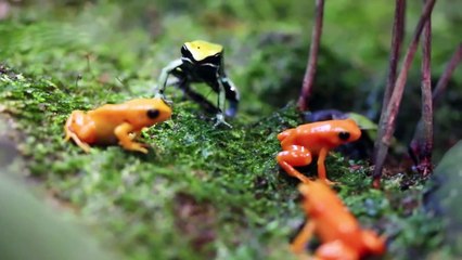 Amazing Tiny Frogs  _ Shedd Aquarium Amphibians Exhibit-aeTMNTywZZg