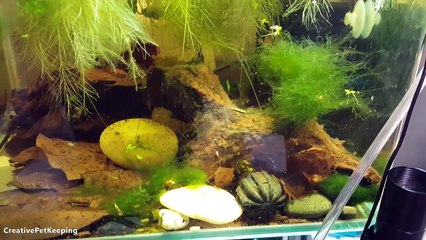 Baby Betta 8 day UPDATE _  Killing Algae and Baby Brine Shrimp-7lRoP4yZ1cE