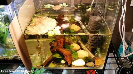 Betta Breeding Tank Setup and moving the fishroom to the KITCHEN! _  Fish Fan Friday Vlog-OMOdH3GZoSw
