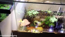 HOW TO Breed Betta Fish ❤ _ Marble Koi Betta Mating_Spawning Behavior-4j5RPGHoJ1M