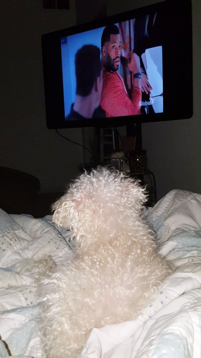 Dog Watches TV Show Before Going To Bed