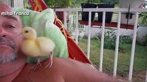 Cute Duckling and Funny Baby Duck Videos Compilation [CUTE]