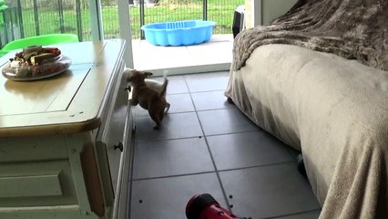 77ème vidéo Chiots n°3 de la 27ème portée de STAFFORDLAND