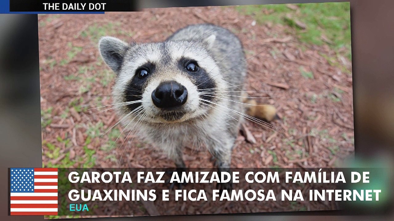 Garota fica famosa na internet por fazer amizade com família de guaxinins.
