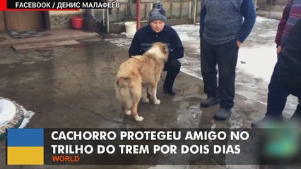 Cão leal protege amigo ferido no trilho do trem na neve por dois dias.