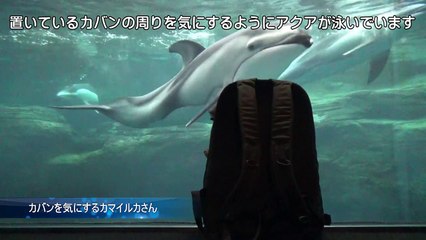 飯田祐巳が癒された！カバンを気にするカマイルカさん【海遊館】
