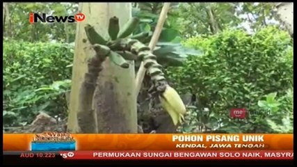 Unik, Buah Pisang Muncul dari Dalam Tanah
