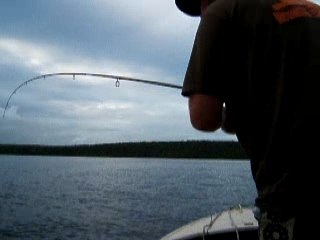 Pêche Gros Aprion verdâtre (Aprion  virescens)