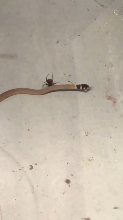 Une araignée Veuve Noire capture un serpent dans sa toile et le tue