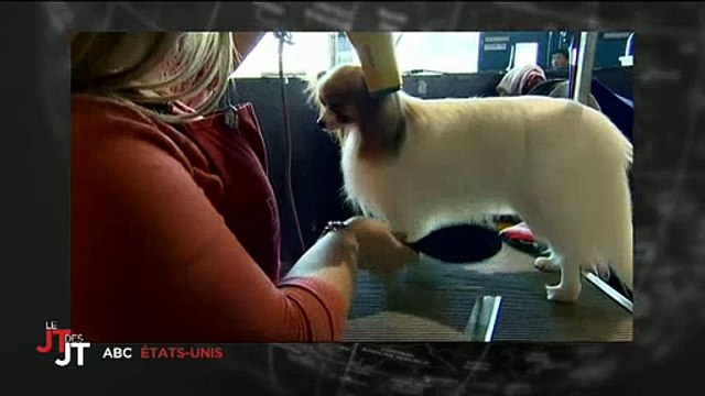 Buzz : Un collier connecté pour tout savoir sur... votre chien ! Regardez