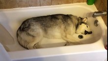 Sacré capricieux, ce Husky!