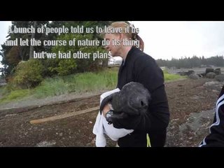 Locals Save Seal Pup, Bring It Back to Water
