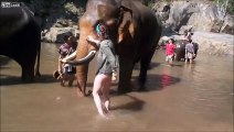 Thaïlande : un éléphant projette sauvagement une touriste