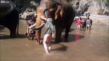 Thaïlande : un éléphant projette sauvagement une touriste