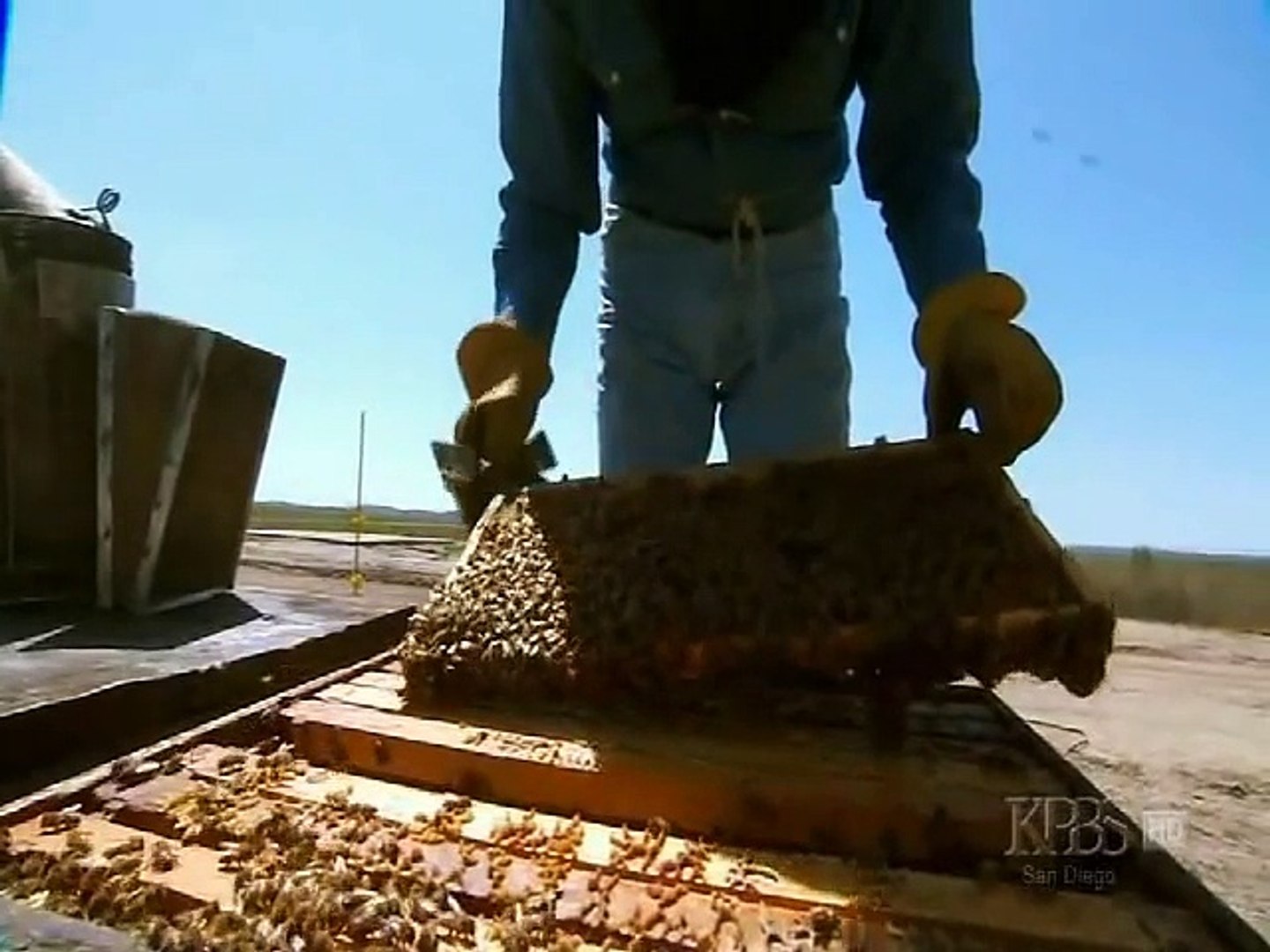 Silence of the Bees (Nature Documentary, Full Length) - video