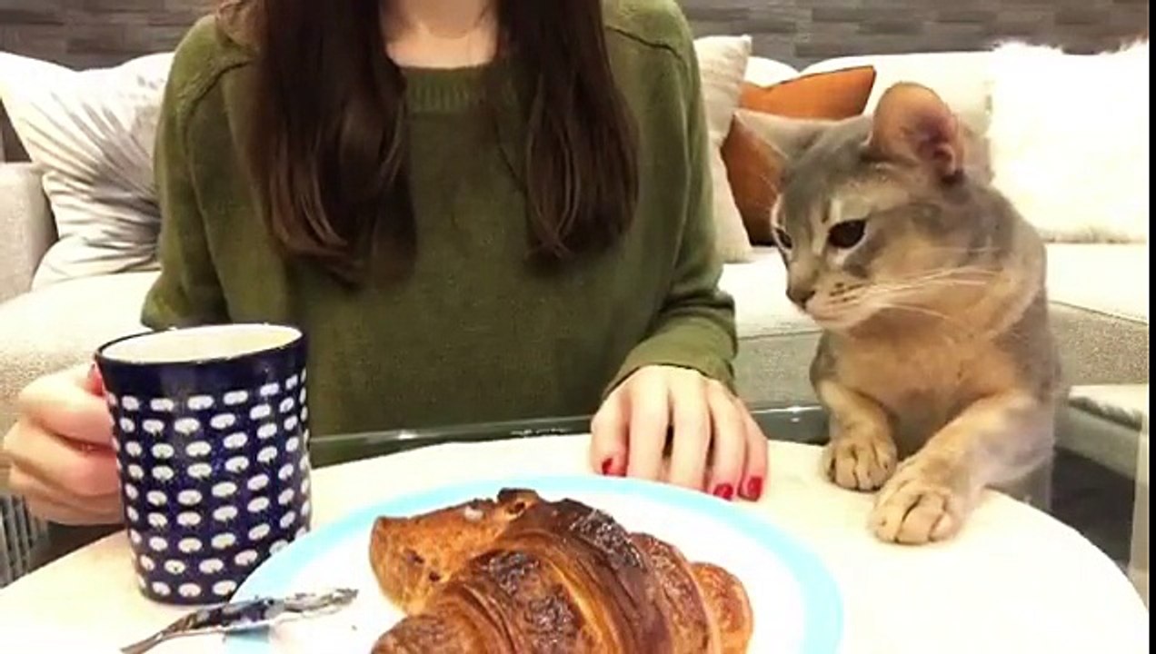 Ce chat veut absolument du croissant !