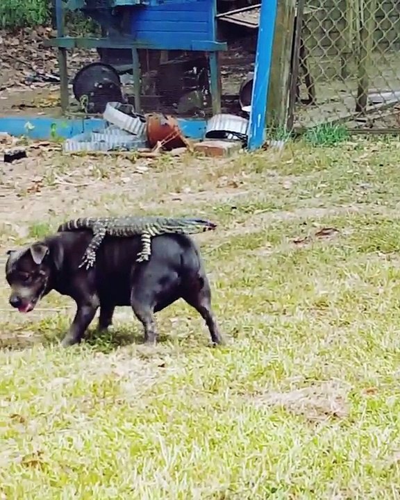 Un chien a une drôle de bête sur le dos !
