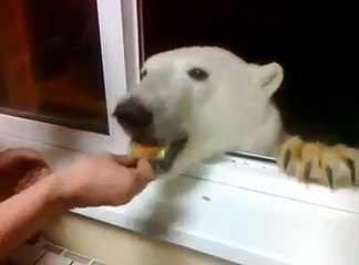 ayı ziyaretimize gelmiş