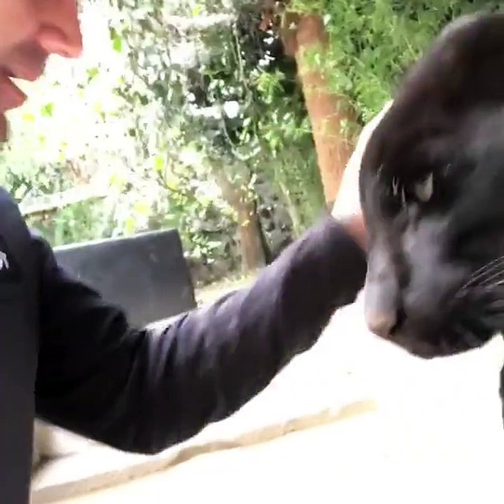 aslan adamın panterle olan ilişkisi