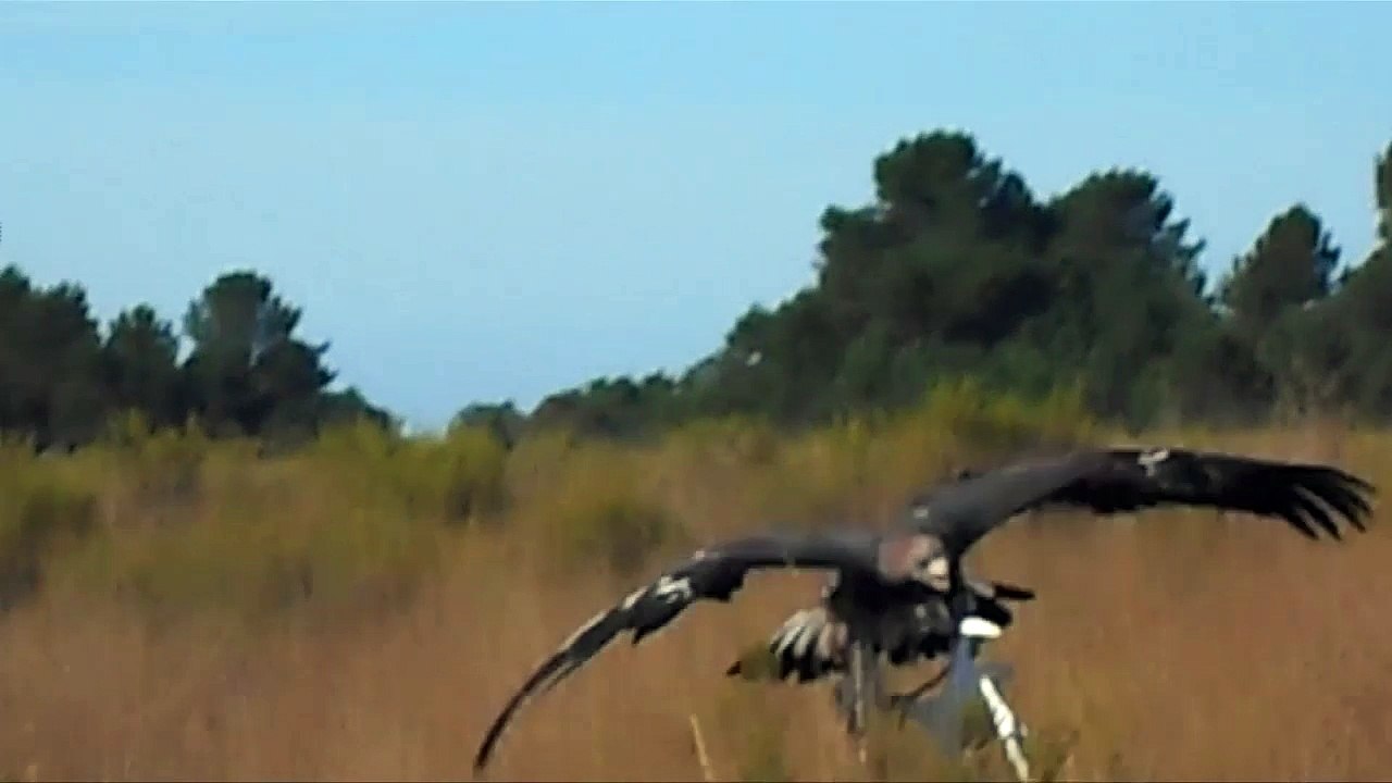 Des aigles entraînés par l'armée de l'air pour chasser les drones