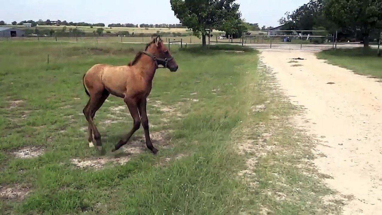How a Mama horse teaches her baby