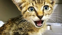 Permanently paralyzed kitten gets second chance at life