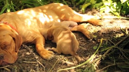 Dogue de Bordeaux Dog, Dalmatian Dog and Saint Bernard Dog
