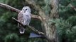 Striped owl or Barred Owl (Strix varia)