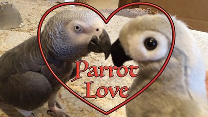 Einstein the Parrot falls in love with toy parrot