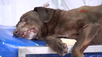 Bursa Mikro Cerrahiyle Köpeğin Burun Tümörü Alındı