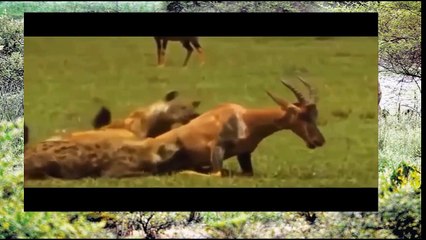Most Amazing Wild Animal Attacks lion,tiger,hyena,dog,deer,python