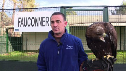 Les aigles, nouvelle arme anti-drone de l'armée de l'air