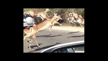 Des impalas tentent de sauver leurs peaux !
