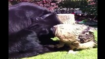 Unbelievable Friendships Compilation ( Dog & Owl )