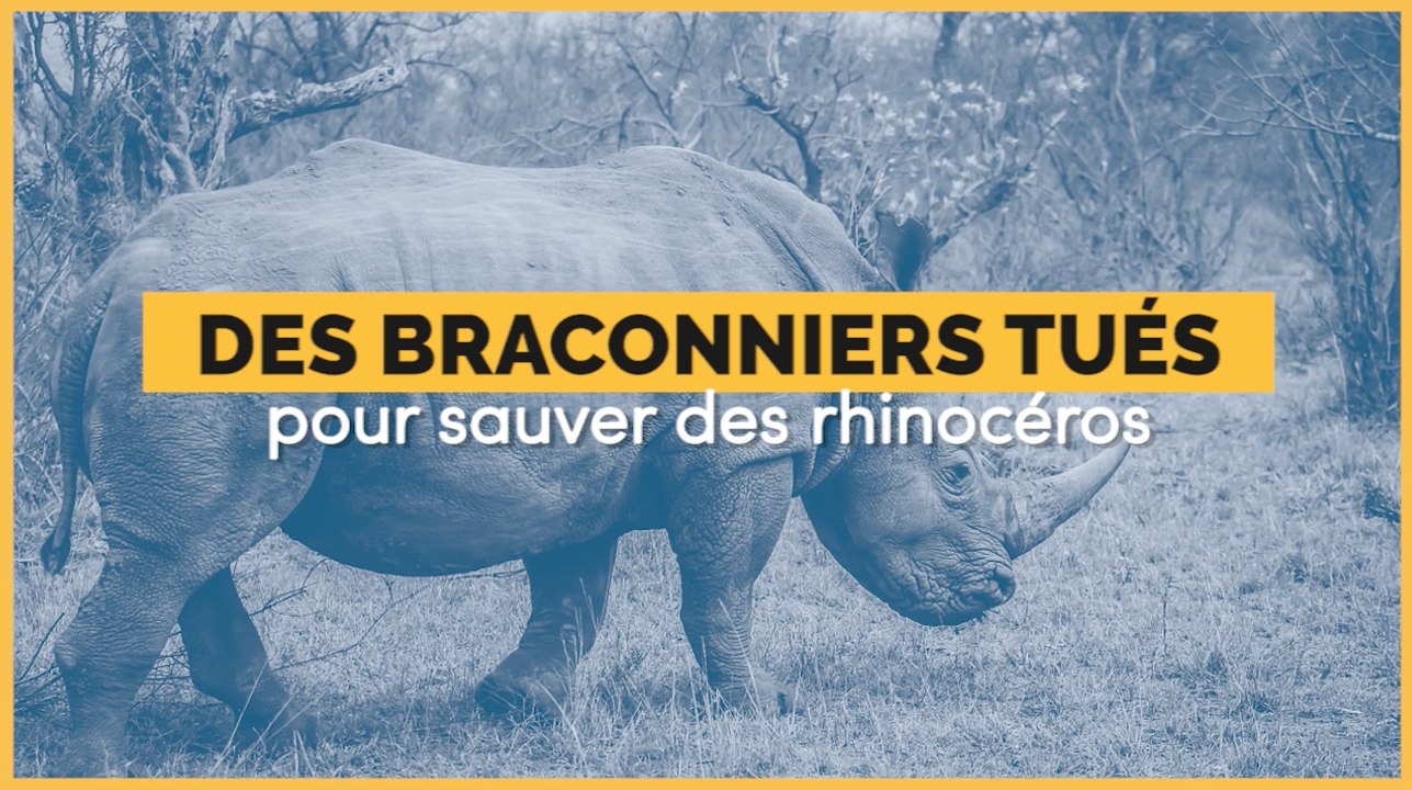 Des braconniers tués en Inde pour sauver les rhinocéros