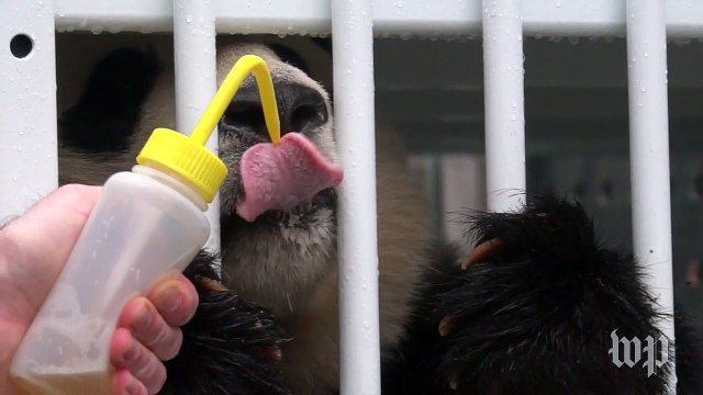 Why is Bao Bao the panda guzzling honey?